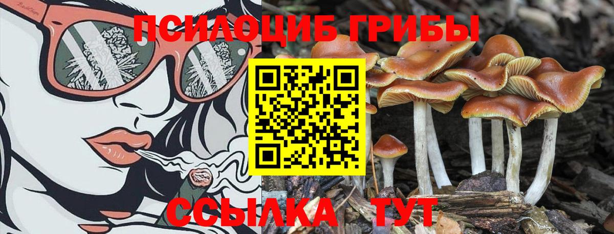 Солнечногорск  Псилоцибиновые грибы MAGIC MUSHROOMS  Вход с VPN 